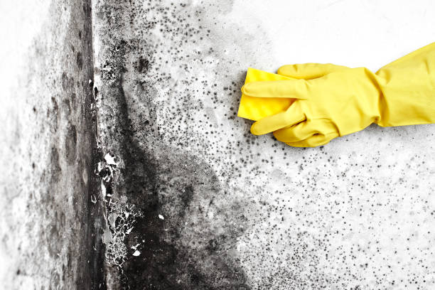 Best Mold Testing  in Delft Colony, CA