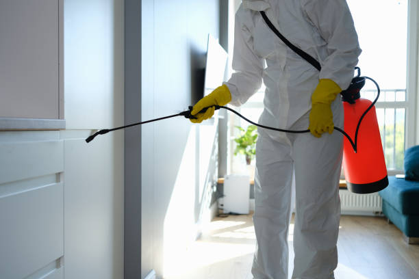 Best Local Mold Removal Service  in Delft Colony, CA