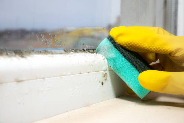 Professional Mold Removal in Delft Colony, CA