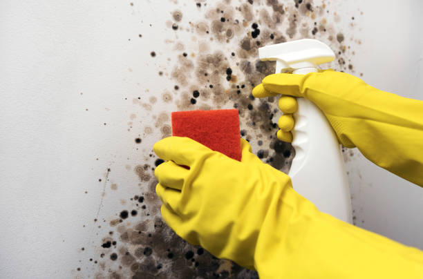 Best Crawl Space Mold Removal  in Delft Colony, CA