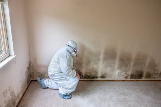 Certified Mold Removal in Delft Colony, CA