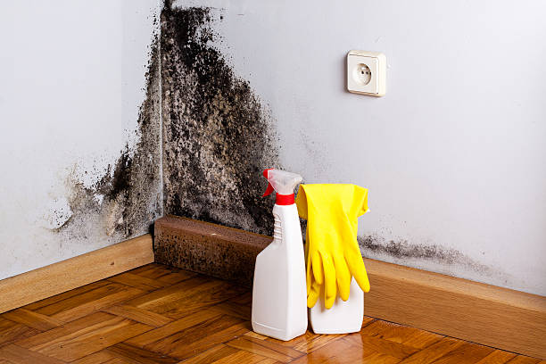Best Toxic Mold Removal  in Delft Colony, CA
