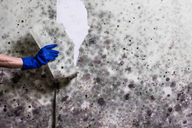 Best Certified Mold Removal  in Delft Colony, CA