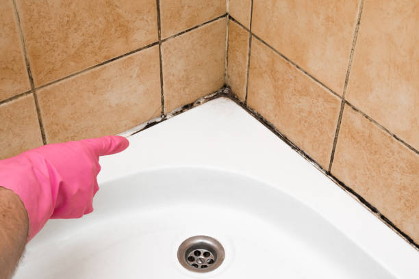Best Office Mold Removal Services  in Delft Colony, CA
