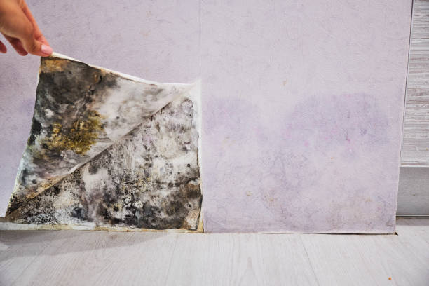 Best Residential Mold Removal  in Delft Colony, CA